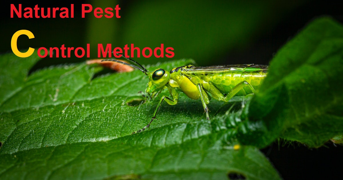Natural Pest Control Methods