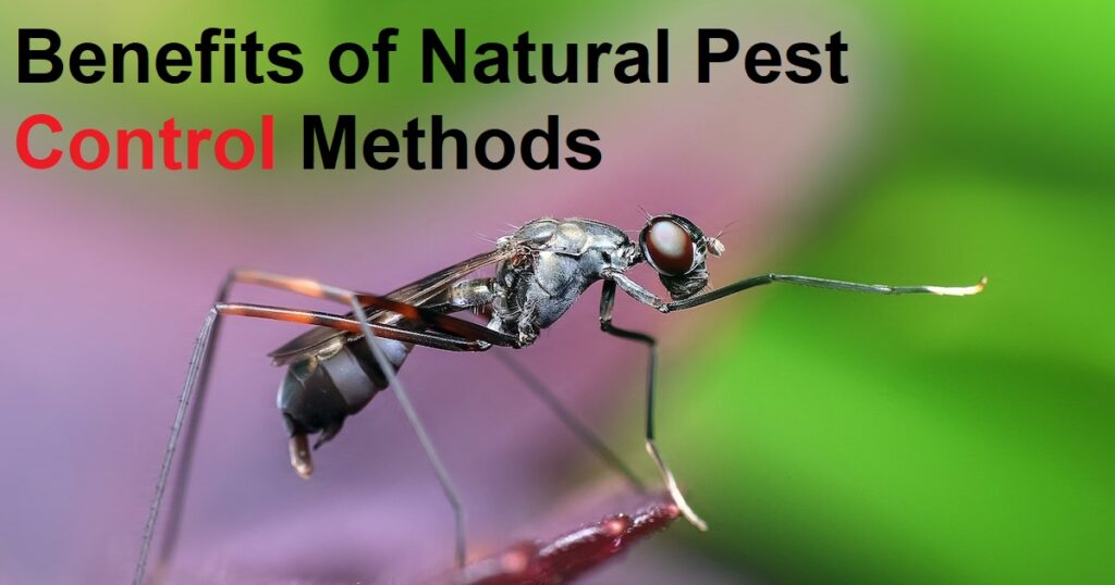 Benefits of Natural Pest Control Methods