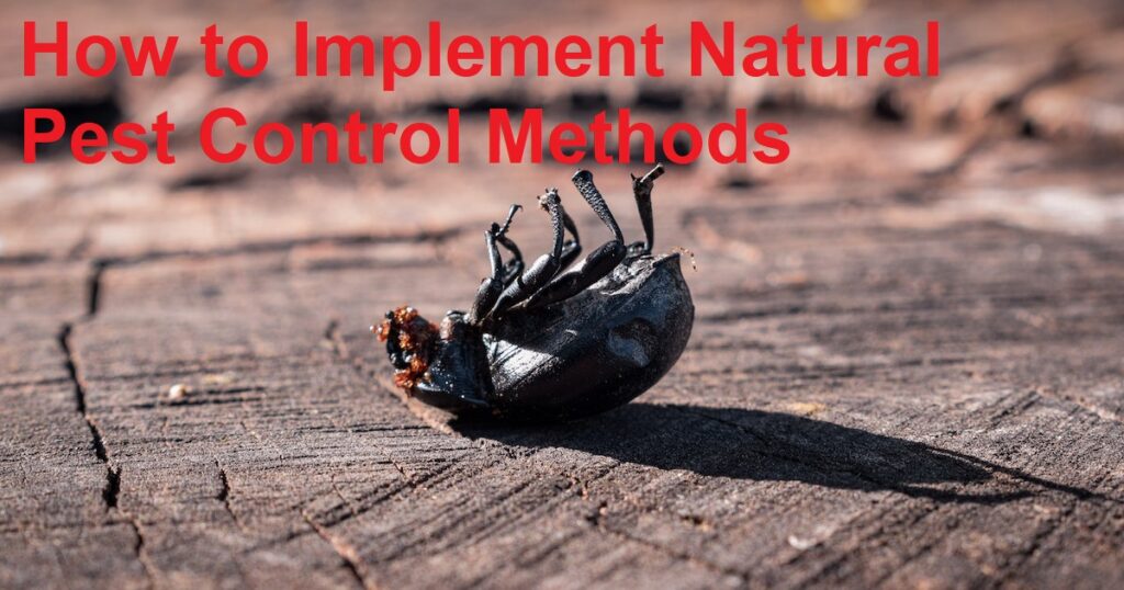 How to Implement Natural Pest Control Methods