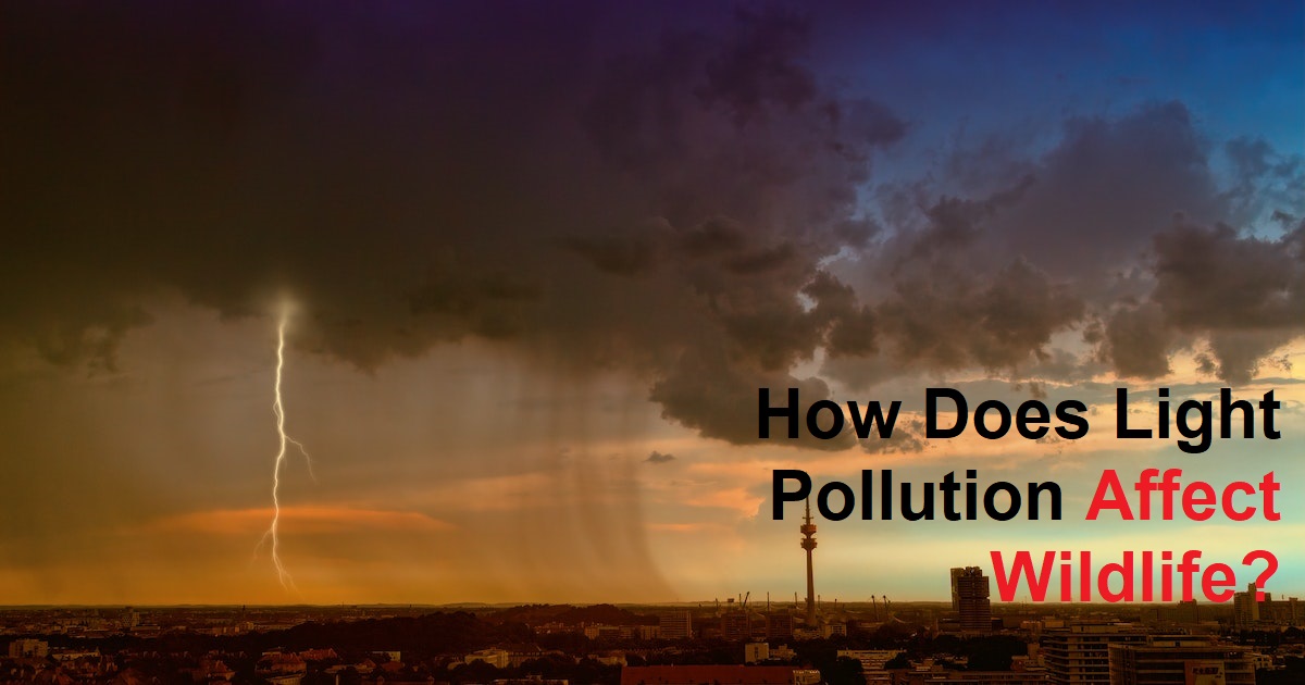 How Does Light Pollution Affect Wildlife?
