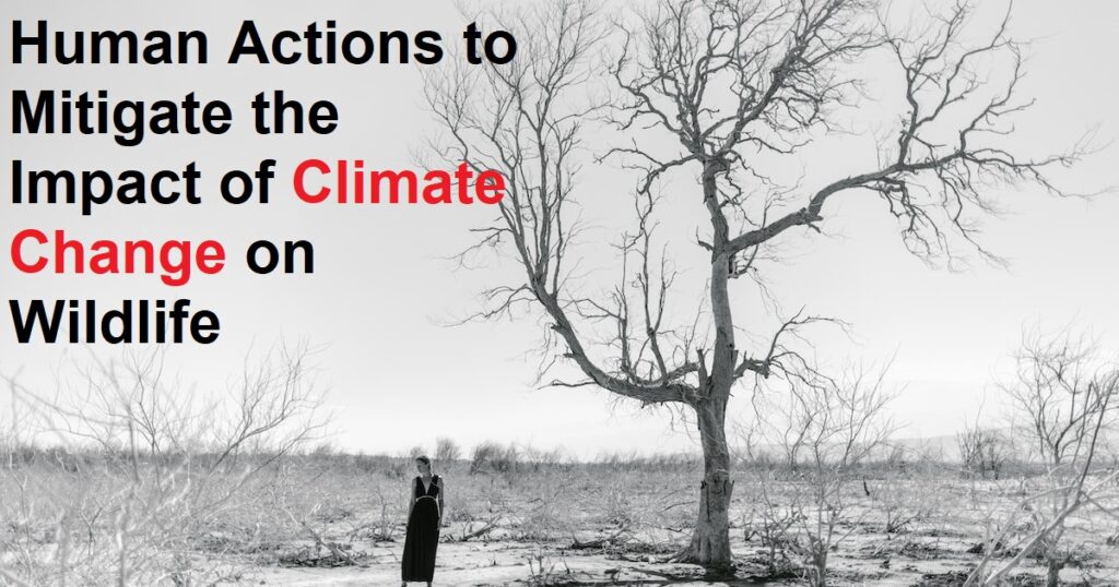 Human Actions to Mitigate the Impact of Climate Change on Wildlife